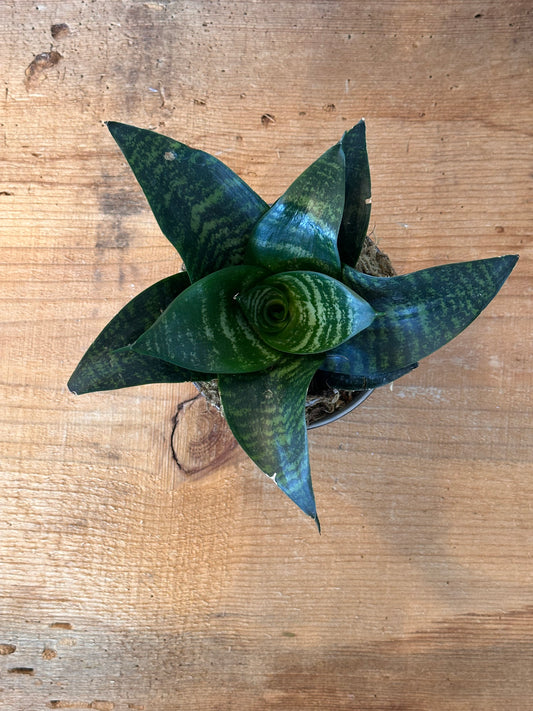 Sansevieria Hahnii’ | Potted