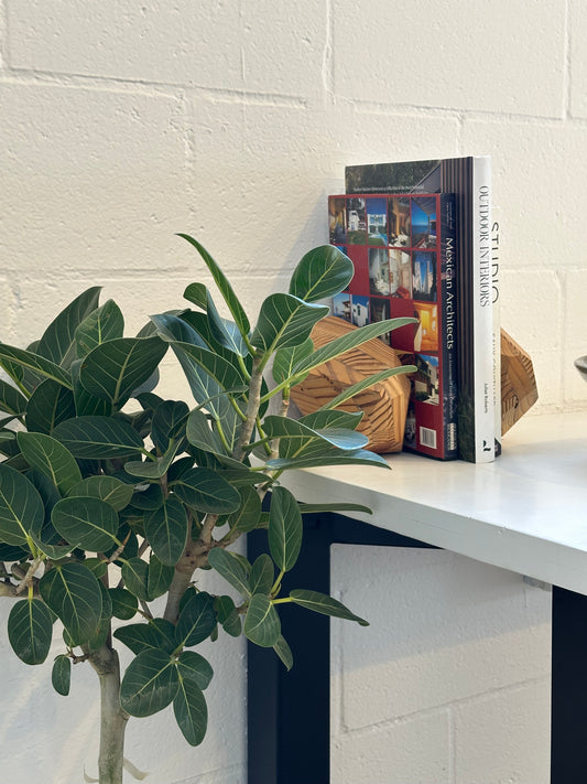 Ficus Audrey | Potted