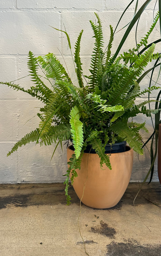 Boston Fern (Nephrolepis exaltata) | Potted