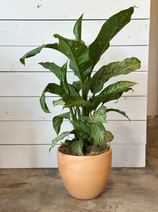 Dieffenbachia Maui | Potted