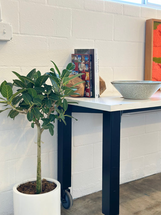 Ficus Audrey | Potted
