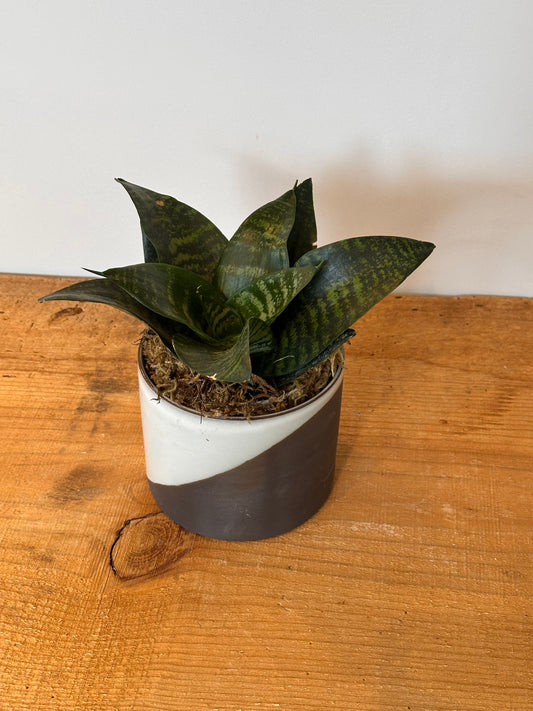 Sansevieria Hahnii’ | Potted