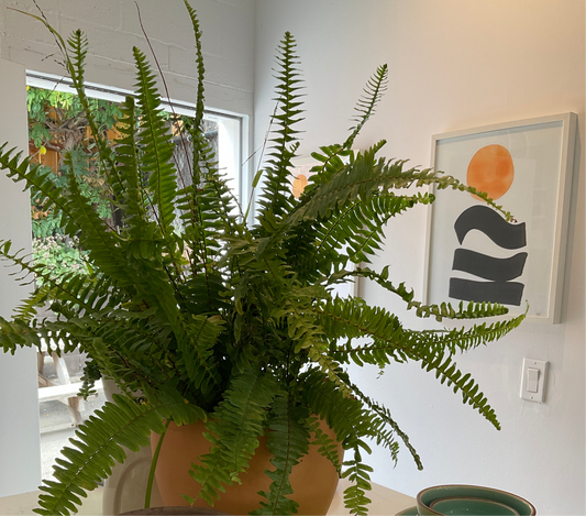 Boston Fern (Nephrolepis exaltata) | Potted