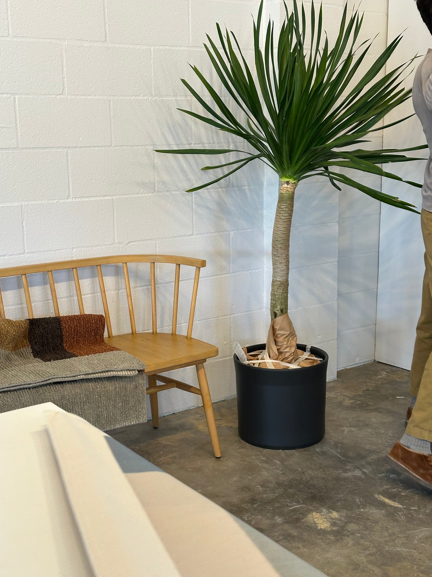 Dracaena Arborea| Potted