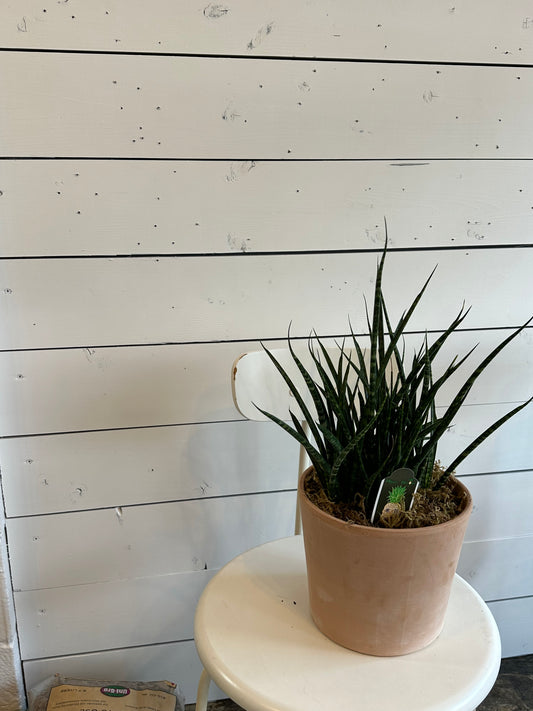 Sansevieria Fernwood Mikado | Potted