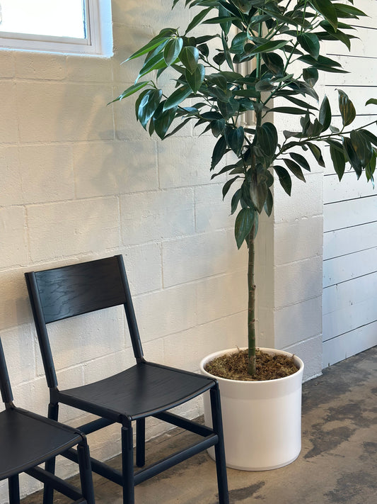 Canela Cinnamon | Potted