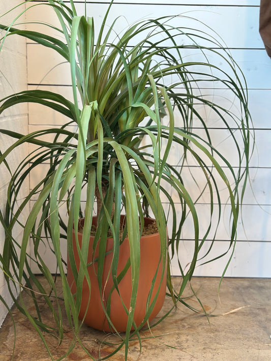 Beaucarnea Recurvata Ponytail Palm| Potted