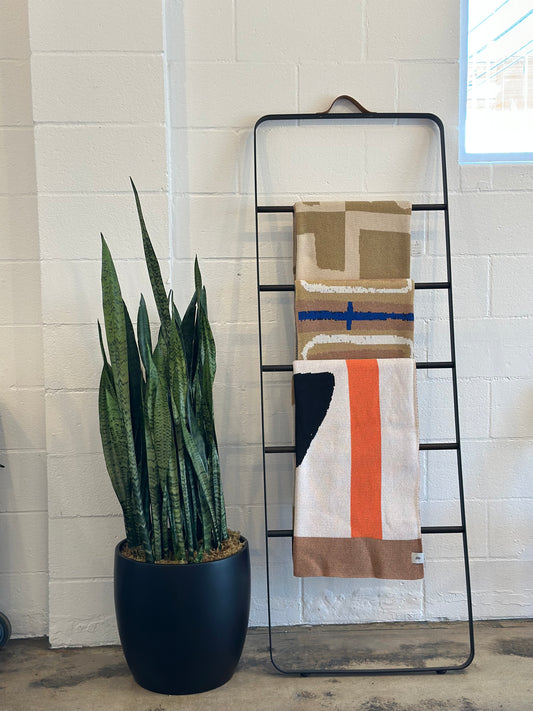 Sansevieria Zeylanica | Potted